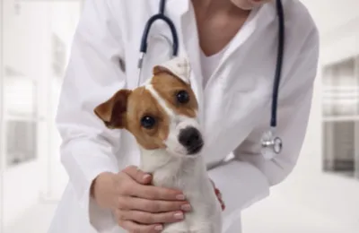 Imagem ilustrativa da imagem Páscoa: Os cachorros também podem comer chocolate?