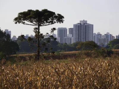 Produção de alimentos na área urbana de Londrina: Sul e Sudeste são pioneiros