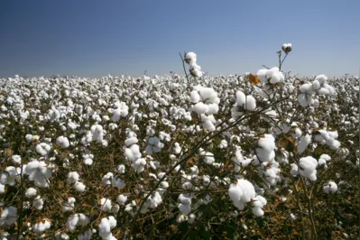 As projeções do algodão em pluma indicam produção de 3,6 milhões de toneladas em dez anos, expansão de 26,8%, dominado principalmente pela produtividade