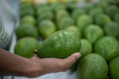 Em 2021, Apucarana produziu 3,3 mil toneladas de abacate