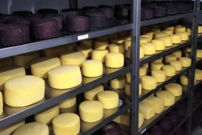 Queijaria de Francisco Beltrão tem o primeiro queijo colonial a conquistar selo verde neutro em carbono