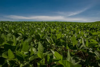 Plantação de soja: especialista afirma que é preciso ressaltar a sustentabilidade da produção brasileira
