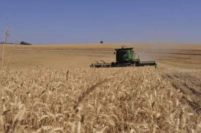 A produção recorde de trigo no Brasil na última safra levou a uma redução de 35% na importação do cereal no primeiro semestre deste ano