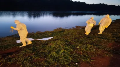 Imagem ilustrativa da imagem Saúde não encontra carrapatos em parques municipais de Campo Mourão