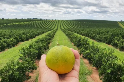 São cultivados no Paraná cerca de 29 mil hectares de cítricos