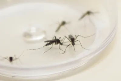 Imagem ilustrativa da imagem Sesa confirma cinco mortes por dengue na região de Londrina