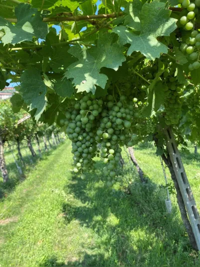 Imagem ilustrativa da imagem Uma visita ao passado e aos melhores vinhos de Valpolicella