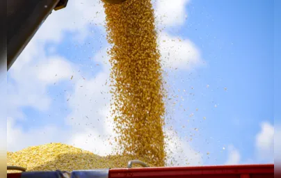 Imagem ilustrativa da imagem Paraná é o segundo estado que mais exporta milho