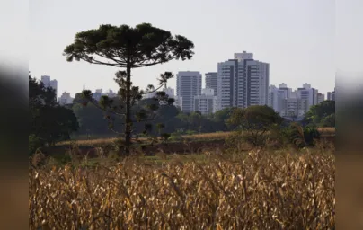 Imagem ilustrativa da imagem Pesquisa mostra como os municípios incentivam a agricultura urbana