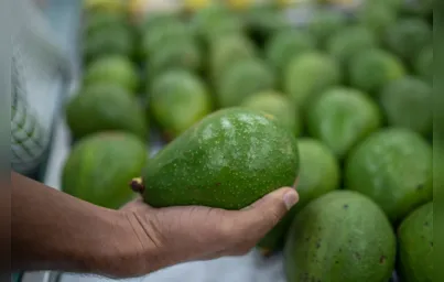 Imagem ilustrativa da imagem Quase 200 hectares de terras em Apucarana abrigam abacateiros