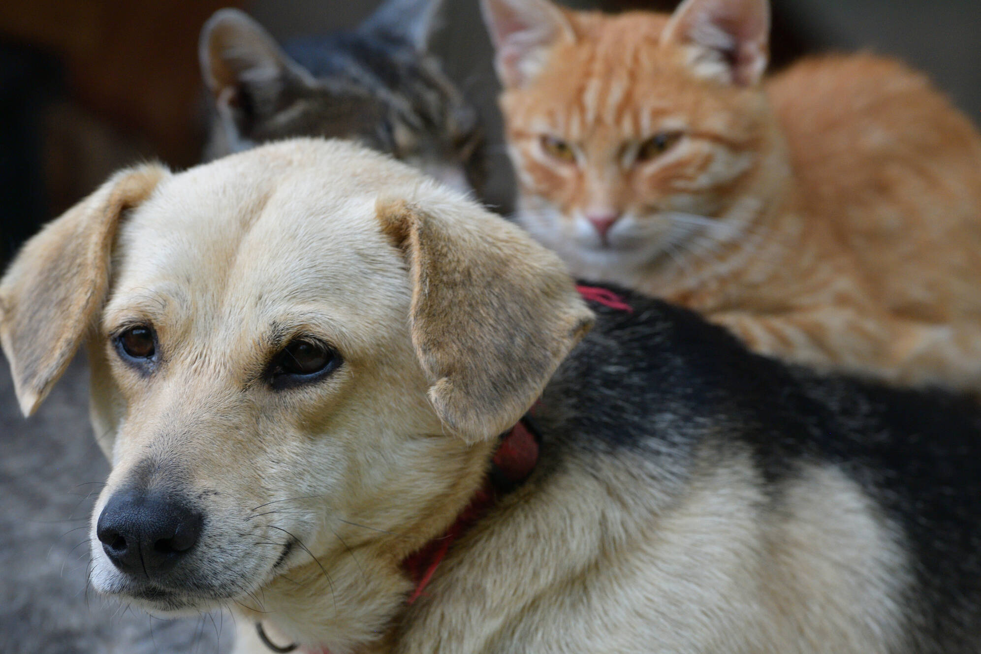 Nome de gatos famosos - Petlove