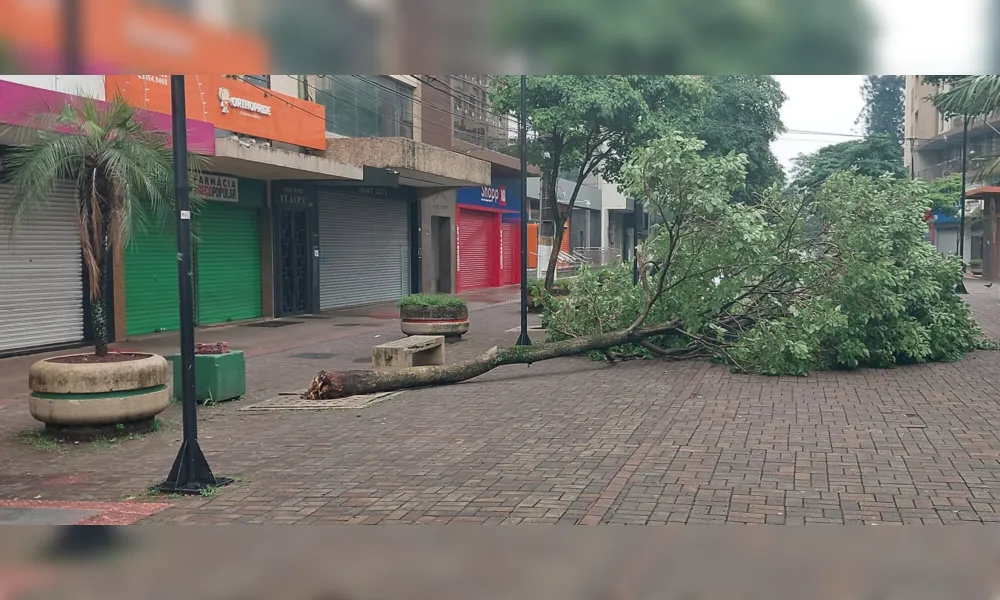 A força do vento arrancou uma árvore no Calçadão de Londrina e outras na região central  na manhã de domingo