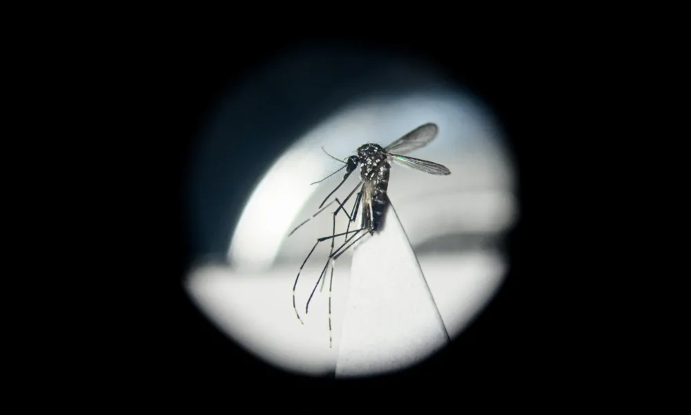 Imagem ilustrativa da imagem Novo método contra a dengue deverá ser testado no 2º semestre em Londrina