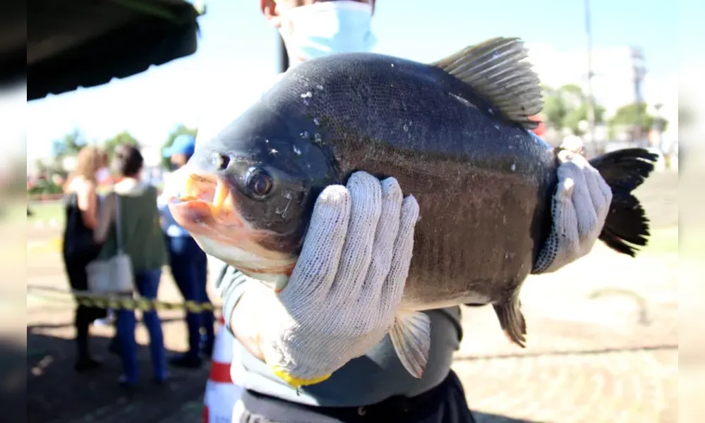 Imagem ilustrativa da imagem Feira do Peixe Vivo de Londrina acontece na Tomi Nakagawa