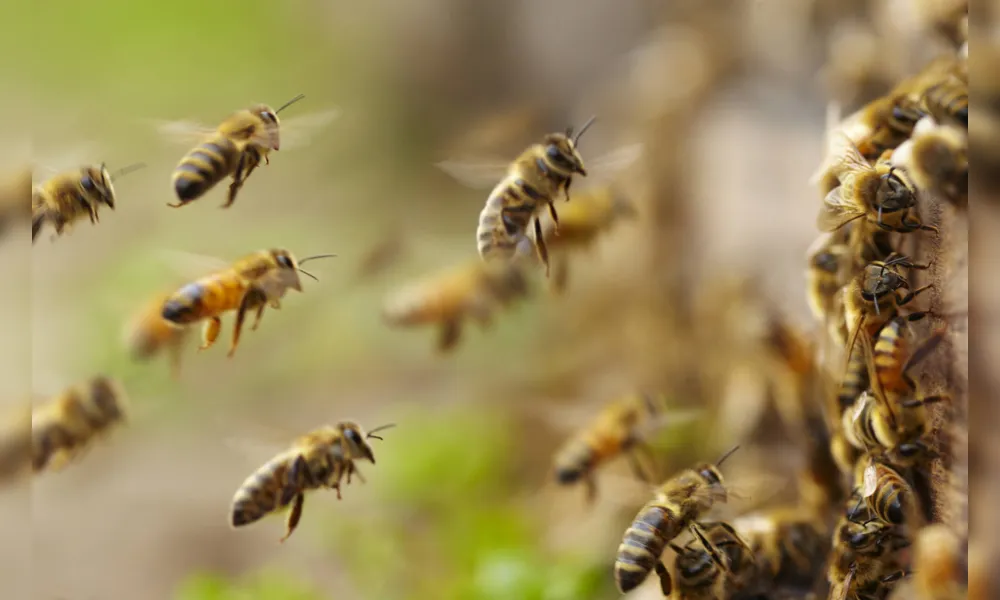 Imagem ilustrativa da imagem Interação entre abelhas e soja traz benefícios para produtores