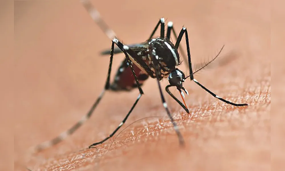 Imagem ilustrativa da imagem Londrina e Foz são selecionadas para teste de novo método contra a dengue