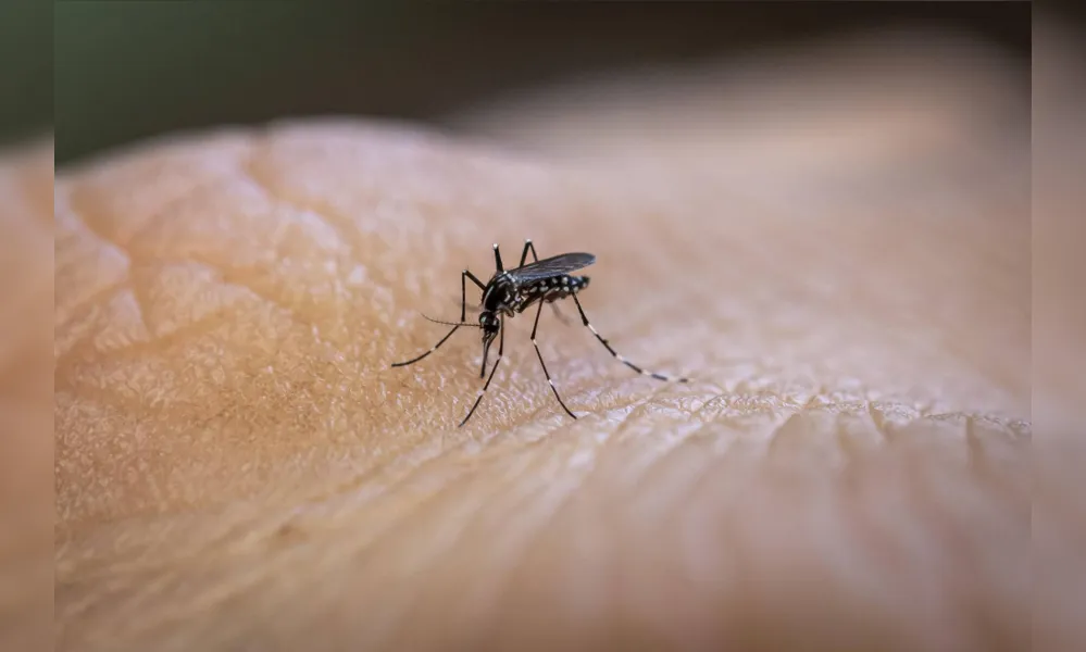 Imagem ilustrativa da imagem Saúde muda projeção e diz que país pode ter 4,2 milhões de casos de dengue em 2024