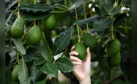 Avocado do Norte do Paraná ganha a Europa e garante renda a produtores