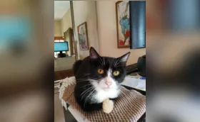Bichos e humanos