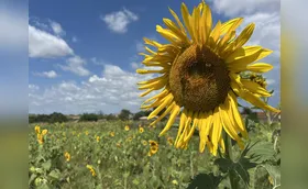 Campo de girassóis muda a paisagem na zona leste de Londrina