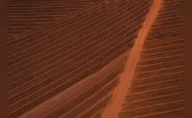 Pé-vermelho