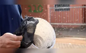 Soltura de mosquitos estéreis no Mister Thomas reduziu larvas em 85%