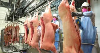 Carne vegetal e o futuro da pecuária brasileira