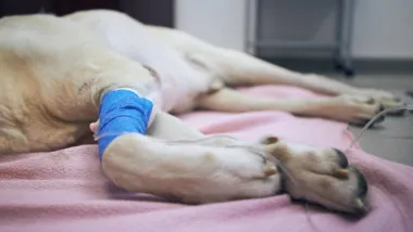 Selective focus on infusion with medicine. Paws of illness dog during treatment. Old labrador retriever in animal hospital."t"n