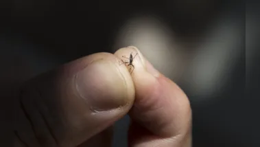 Dead aedes aegypti mosquito on the hand. Yellow fever, dengue, chikungunya and Zika diseases can be transmitted.