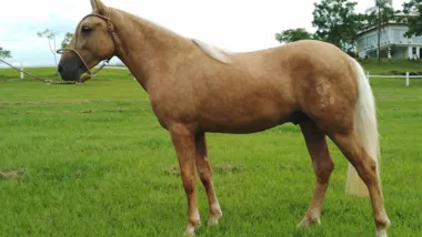 O cavalo campeiro foi reconhecido pelo governo paranaense como de relevante interesse histórico