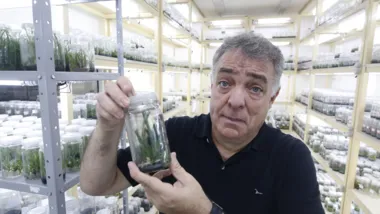 O professor Ricardo Faria, na Biofábrica da UEL, onde mudas de plantas ornamentais serão desenvolvidas