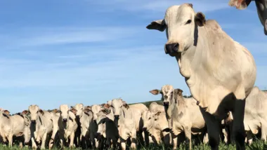 O maior rebanho bovino do mundo está no Brasil, com cerca de 220 milhões de cabeças, segundo o último censo do IBGE