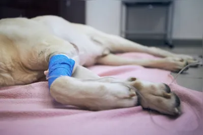 Selective focus on infusion with medicine. Paws of illness dog during treatment. Old labrador retriever in animal hospital."t"n