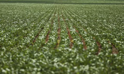 Produtores de soja no norte do Paraná já calculam perdas na produção da safra 2023/2024