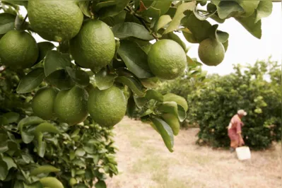 Em Altônia, o cultivo de limão  ganhou força por volta de 2010, quando grande parte da laranja foi impactada pelo greening