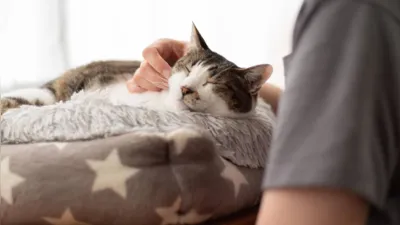 Imagem ilustrativa da imagem Amor felino: o que você precisa saber antes de ter um gato em casa