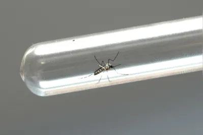Os óbitos ocorreram entre os dias 12 de janeiro e 14 de fevereiro, em seis municípios do Estado