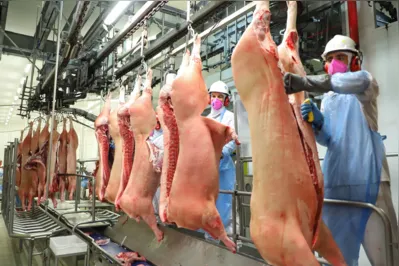 Imagem ilustrativa da imagem Carne vegetal e o futuro da pecuária brasileira