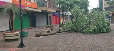 A força do vento arrancou uma árvore no Calçadão de Londrina e outras na região central  na manhã de domingo