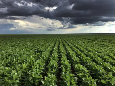 Soybean filed in a cloudy day.