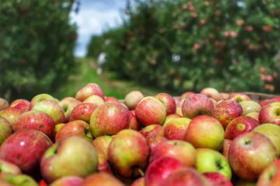 Palmas produziu 8,5 mil toneladas de maçãs no ano passado, em 353 hectares de terras