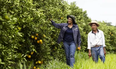 Os agricultores Riuji Sumiya e Vanda Sumiya há 15 anos se aventuram na citricultura:  trabalho diário que demanda atenção, esforço e assistência técnica