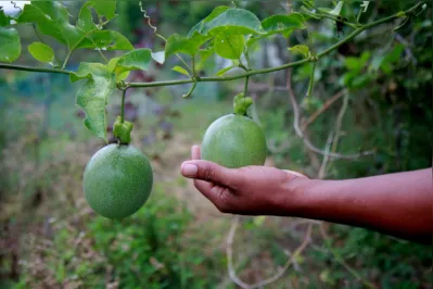 O cultivo do maracujá em Morretes é destinado  principalmente para as frutas frescas