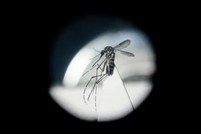 Imagem ilustrativa da imagem Novo método contra a dengue deverá ser testado no 2º semestre em Londrina