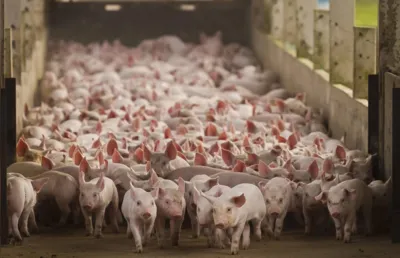 Os principais importadores da carne suína paranaense nesse ano foram Hong Kong, Uruguai e Singapura