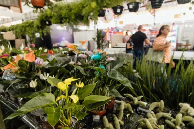 Mostra de flores, com algumas espécies exóticas, acontece na ExpoLondrina