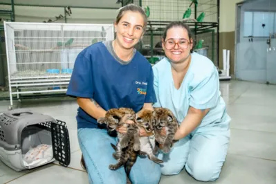 Imagem ilustrativa da imagem IAT assume compromisso de convênio com HV para atendimento de animais