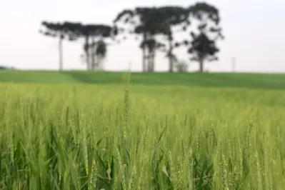 Área de plantio de cevado cresce conforme a demanda para transformar os grãos da planta em malte