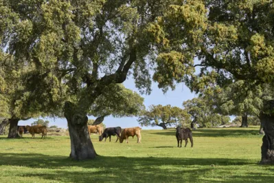 A ILPF é uma estratégia de produção agrícola que integra diferentes sistemas produtivos, como pecuária-floresta