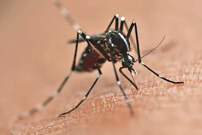 Imagem ilustrativa da imagem Londrina e Foz são selecionadas para teste de novo método contra a dengue